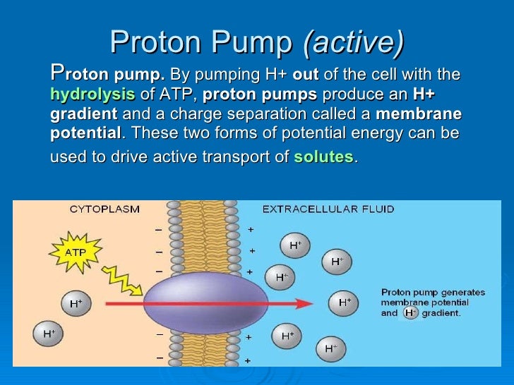Cell membrane (20 slides)