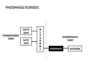 PHOSPHOGLYCERIDESPHOSPHOGLYCERIDES
FATTY
ACID
FATTY
ACID
ALCOHOLPHOSPHATE
HYDROPHOBIC
PART
HYDROPHILIIC
PART
 