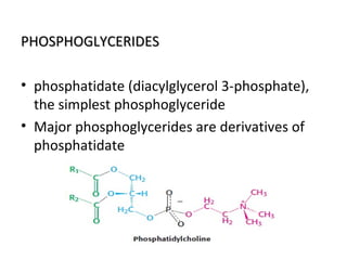 PHOSPHOGLYCERIDESPHOSPHOGLYCERIDES
• phosphatidate (diacylglycerol 3-phosphate),
the simplest phosphoglyceride
• Major phosphoglycerides are derivatives of
phosphatidate
 