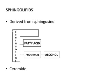SPHINGOLIPIDSSPHINGOLIPIDS
• Derived from sphingosine
• Ceramide
SS
P
H
I
N
G
O
S
I
N
E
FATTY ACID
ALCOHOLPHOSPHATE
S
P
H
I
N
G
O
S
I
N
E
 
