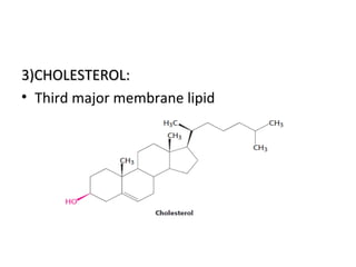 3)CHOLESTEROL:3)CHOLESTEROL:
• Third major membrane lipid
 