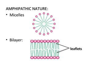 AMPHIPATHIC NATURE:AMPHIPATHIC NATURE:
• Micelles
• Bilayer:
leaflets
 