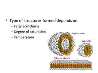 • Type of structures formed depends on:
– Fatty acyl chains
– Degree of saturation
– Temperature
 