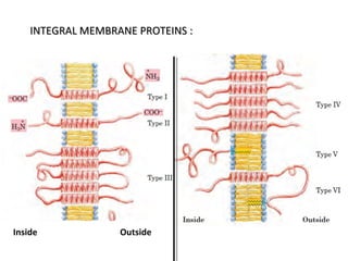 Inside Outside
INTEGRAL MEMBRANE PROTEINS :INTEGRAL MEMBRANE PROTEINS :
 