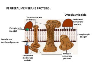 +++++++_ _ _ _ _Phosphtidyl-
inositol
Membrane
Anchored protein
Cytoplasmic side
PERIFERAL MEMBRANE PROTEINS :PERIFERAL MEMBRANE PROTEINS :
 