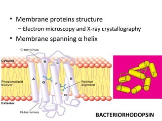 • Membrane proteins structure
– Electron microscopy and X-ray crystallography
• Membrane spanning α helix
BACTERIORHODOPSIN
 