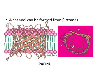 • A channel can be formed from β strands
PORINE
 