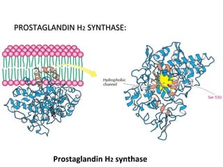 Prostaglandin H2 synthase
PROSTAGLANDIN HPROSTAGLANDIN H22 SYNTHASE:SYNTHASE:
 