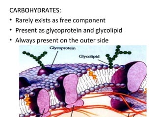 CARBOHYDRATES:CARBOHYDRATES:
• Rarely exists as free component
• Present as glycoprotein and glycolipid
• Always present on the outer side
 
