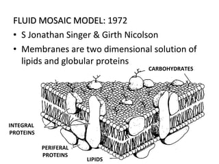 FLUID MOSAIC MODEL:FLUID MOSAIC MODEL: 1972
• S Jonathan Singer & Girth Nicolson
• Membranes are two dimensional solution of
lipids and globular proteins
CARBOHYDRATES
LIPIDS
PERIFERAL
PROTEINS
INTEGRAL
PROTEINS
 