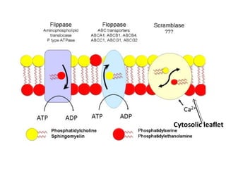 Cytosolic leaflet
 