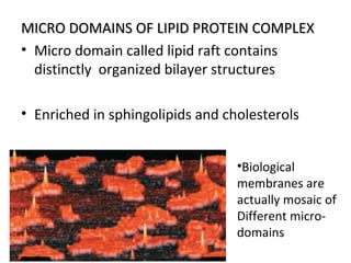 MICRO DOMAINS OF LIPID PROTEIN COMPLEXMICRO DOMAINS OF LIPID PROTEIN COMPLEX
• Micro domain called lipid raft contains
distinctly organized bilayer structures
• Enriched in sphingolipids and cholesterols
•Biological
membranes are
actually mosaic of
Different micro-
domains
 