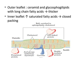 • Outer leaflet : ceramid and glycosphogilipids
with long chain fatty acids → thicker
• Inner leaflet ↑ saturated fatty acids → closed
packing
 
