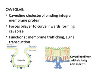 CAVEOLAE:CAVEOLAE:
• Caveoline cholesterol binding integral
membrane protein
• Forces bilayer to curve inwards forming
caveolae
• Functions : membrane trafficking, signal
transduction
Caveoline dimer
with six fatty
acid moeitis
 