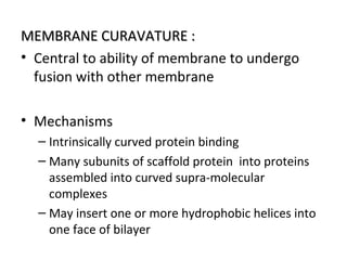 MEMBRANE CURAVATURE :MEMBRANE CURAVATURE :
• Central to ability of membrane to undergo
fusion with other membrane
• Mechanisms
– Intrinsically curved protein binding
– Many subunits of scaffold protein into proteins
assembled into curved supra-molecular
complexes
– May insert one or more hydrophobic helices into
one face of bilayer
 