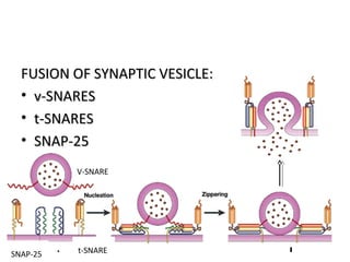 FUSION OF SYNAPTIC VESICLE:FUSION OF SYNAPTIC VESICLE:
• v-SNARESv-SNARES
• t-SNARESt-SNARES
• SNAP-25SNAP-25
• NSFNSF V-SNARE
t-SNARESNAP-25
 