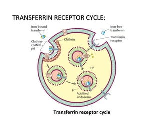 Transferrin receptor cycle
TRANSFERRIN RECEPTOR CYCLE:TRANSFERRIN RECEPTOR CYCLE:
 