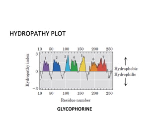 HYDROPATHY PLOTHYDROPATHY PLOT
GLYCOPHORINE
 