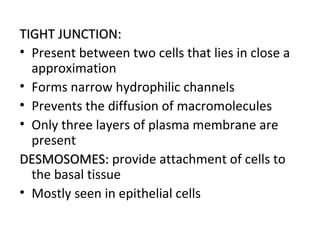 TIGHT JUNCTION:TIGHT JUNCTION:
• Present between two cells that lies in close a
approximation
• Forms narrow hydrophilic channels
• Prevents the diffusion of macromolecules
• Only three layers of plasma membrane are
present
DESMOSOMES:DESMOSOMES: provide attachment of cells to
the basal tissue
• Mostly seen in epithelial cells
 