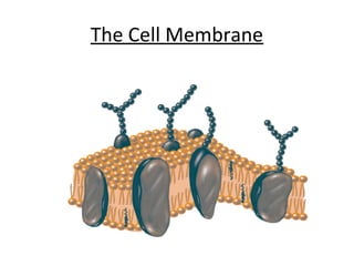 The Cell Membrane
 