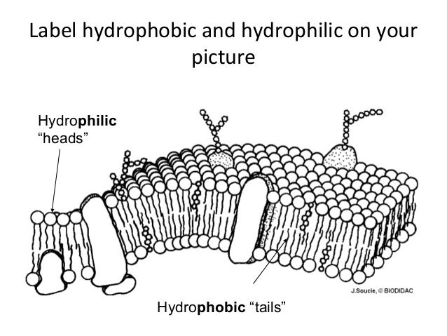 Cell membrane adv bio