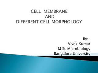 By:-
Vivek Kumar
M Sc Microbiology
Bangalore University
 