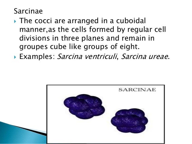 Cell Membrane And Cell Morphology