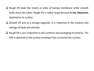  Rough ER looks like sheets or disks of bumpy membrane while smooth
looks more like tubes. Rough ER is called rough because it has ribosomes
attached to its surface.
 Smooth ER acts as a storage organelle. It is important in the creation and
storage of lipids and steroids.
 Rough ER is very important in the synthesis and packaging of proteins. The
RER is attached to the nuclear envelope that surrounds the nucleus.
 