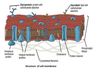 Structure of cell membrane
 