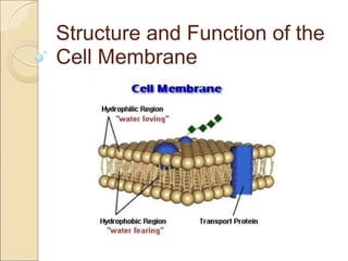 Structure and Function of the
Cell Membrane
 