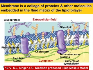 Cell Membrane Transmembrane Proteins