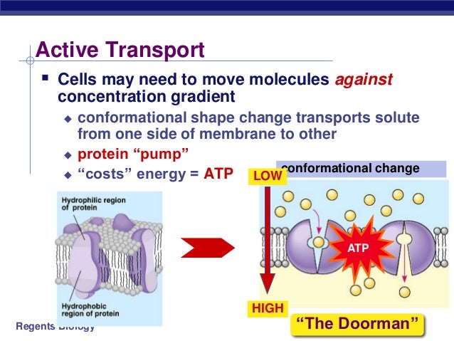 Cell membrane and transport