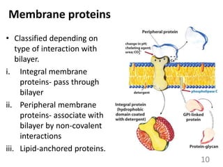 Membrane proteins
• Classified depending on
type of interaction with
bilayer.
i. Integral membrane
proteins- pass through
bilayer
ii. Peripheral membrane
proteins- associate with
bilayer by non-covalent
interactions
iii. Lipid-anchored proteins.
10
 