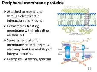 Peripheral membrane proteins
 Attached to membrane
through electrostatic
interaction and H-bond.
 Extracted by treating
membrane with high salt or
alkaline pH
 Serve as regulator for
membrane bound enzymes,
also may limit the mobility of
integral proteins.
 Examples – Ankyrin, spectrin
11
 
