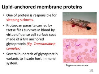 Lipid-anchored membrane proteins
• One of protein is responsible for
sleeping sickness.
• Protozoan parasite carried by
tsetse flies survives in blood by
virtue of dense cell surface coat
made of a GPI anchored
glycoprotein.(Eg- Transamidase
complex)
• Several hundreds of glycoprotein
variants to invade host immune
system.
15
Trypanosome brucie
 