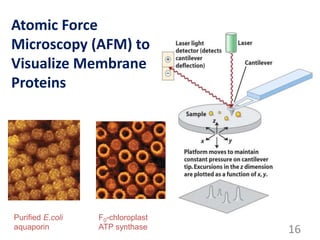 Atomic Force
Microscopy (AFM) to
Visualize Membrane
Proteins
16
Purified E.coli
aquaporin
F0-chloroplast
ATP synthase
 