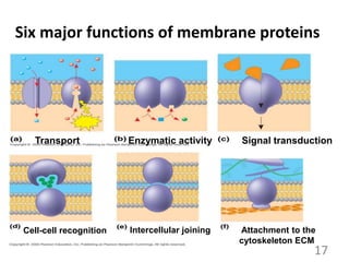 Six major functions of membrane proteins
Transport Enzymatic activity Signal transduction
Cell-cell recognition Intercellular joining Attachment to the
cytoskeleton ECM
17
 