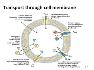 Transport through cell membrane
18
 