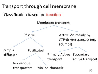 Transport through cell membrane
Classification based on function
Membrane transport
Active Via mainly by
ATP-driven transporters
(pumps)
Passive
Simple
diffusion
Facilitated
Via various
transporters Via Ion channels
19
Primary Active
transport
Secondary
active transport
 