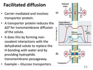 Facilitated diffusion
• Carrier mediated and involves
transporter protein.
• A transporter protein reduces the
∆G€ for transmembrane diffusion
of the solute.
• It does this by forming non-
covalent interactions with the
dehydrated solute to replace the
H-bonding with water and by
providing hydrophilic
transmembrane passageway.
• Example – Glucose transporters.
24
 