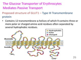 The Glucose Transporter of Erythrocytes
Mediates Passive Transport
Proposed structure of GLUT1 – Type III Transmembrane
protein
• Contains 12 transmembrane α-helices of which 9 contains three or
more polar or charged amino acid residues often separated by
several hydrophobic residues.
26
 