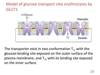 Model of glucose transport into erythrocytes by
GLUT1
The transporter exist in two conformation T1, with the
glucose-binding site exposed on the outer surface of the
plasma membrane, and T2, with its binding site exposed
on the inner surface.
28
 