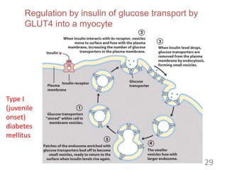Regulation by insulin of glucose transport by
GLUT4 into a myocyte
29
Type I
(juvenile
onset)
diabetes
mellitus
 
