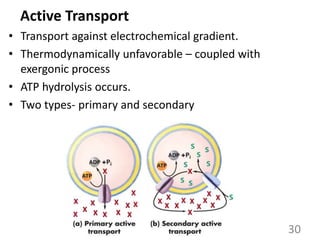 Active Transport
• Transport against electrochemical gradient.
• Thermodynamically unfavorable – coupled with
exergonic process
• ATP hydrolysis occurs.
• Two types- primary and secondary
30
 