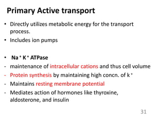 Primary Active transport
• Directly utilizes metabolic energy for the transport
process.
• Includes ion pumps
• Na + K + ATPase
- maintenance of intracellular cations and thus cell volume
- Protein synthesis by maintaining high concn. of k +
- Maintains resting membrane potential
- Mediates action of hormones like thyroxine,
aldosterone, and insulin
31
 