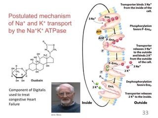 Postulated mechanism
of Na+ and K+ transport
by the Na+K+ ATPase
Component of Digitalis
used to treat
congestive Heart
Failure
33
 