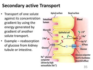 Secondary active Transport
• Transport of one solute
against its concentration
gradient by using the
energy generated by
gradient of another
solute transport.
• Example – reabsorption
of glucose from kidney
tubule or intestine.
35
 