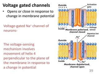 Voltage gated channels
• Opens or close in response to
change in membrane potential
39
Voltage-gated Na+ channel of
neurons-
The voltage-sensing
mechanism involves
movement of helix 4
perpendicular to the plane of
the membrane in response to
a change in potential
 