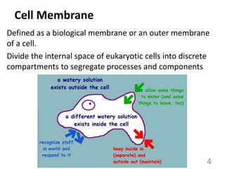 Cell Membrane
Defined as a biological membrane or an outer membrane
of a cell.
Divide the internal space of eukaryotic cells into discrete
compartments to segregate processes and components
4
 
