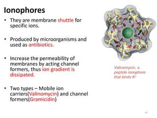 Ionophores
• They are membrane shuttle for
specific ions.
• Produced by microorganisms and
used as antibiotics.
• Increase the permeability of
membranes by acting channel
formers, thus ion gradient is
dissipated.
• Two types – Mobile ion
carriers(Valinomycin) and channel
formers(Gramicidin)
Valinomycin, a
peptide ionophore
that binds K+
41
 